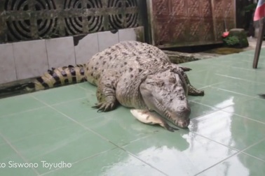 Cá sấu chung sống như thú cưng với gia đình Indonesia