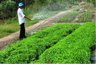 2 trường đại học Việt Nam hợp tác với Mỹ trồng rau màu