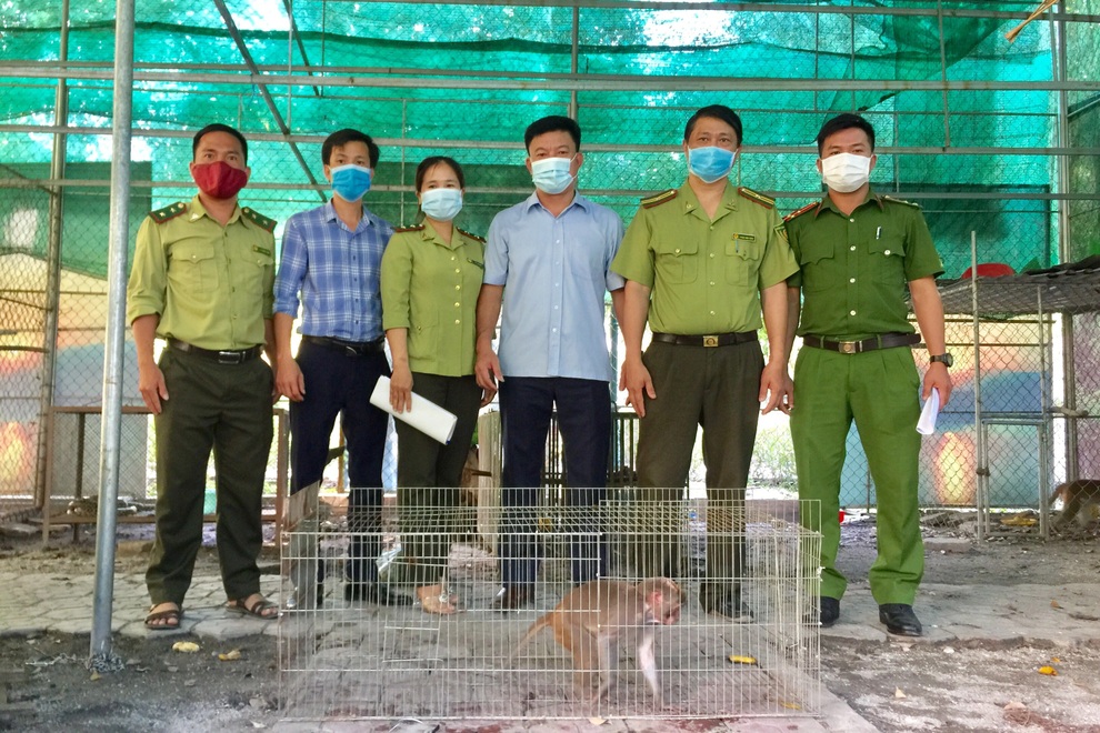 Bắt được cá thể khỉ vàng nằm trong sách đỏ thế giới - 1 Bắt được cá thể khỉ vàng nằm trong sách đỏ thế giới - 1