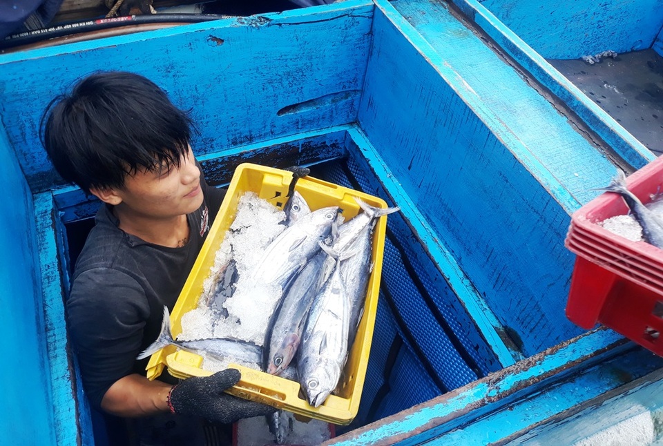 Hàng trăm tàu cá ngư dân miền Trung hối hả bán cá “chạy” bão - 5 Hàng trăm tàu cá ngư dân miền Trung hối hả bán cá “chạy” bão - 5