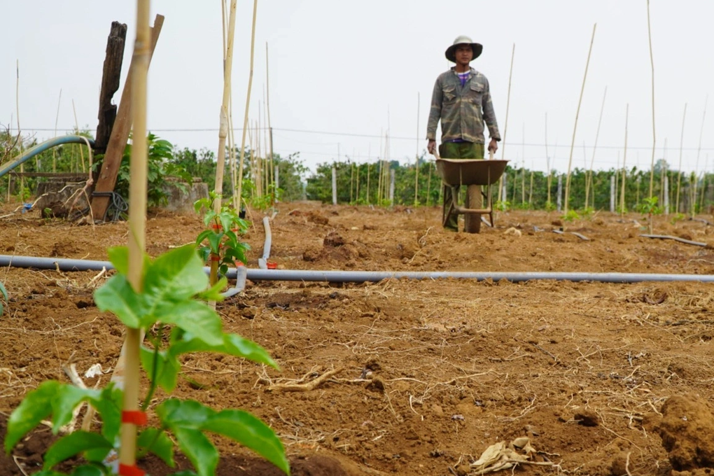 Nông dân lại ồ ạt bỏ cây cà phê, trồng chanh dây - 5 Nông dân lại ồ ạt bỏ cây cà phê, trồng chanh dây - 5