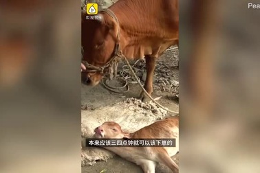 Bê hai đầu ra đời tại Trung Quốc hồi năm 2020