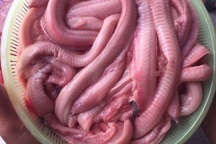 Loài cá 'xấu hết phần thiên hạ' nhưng ăn ngon không ngờ