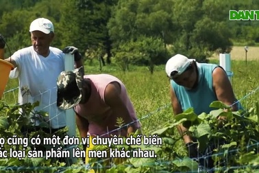 Ghé trang trại trong mơ: Ăn rau xanh và hàng trăm món ngon tại chỗ