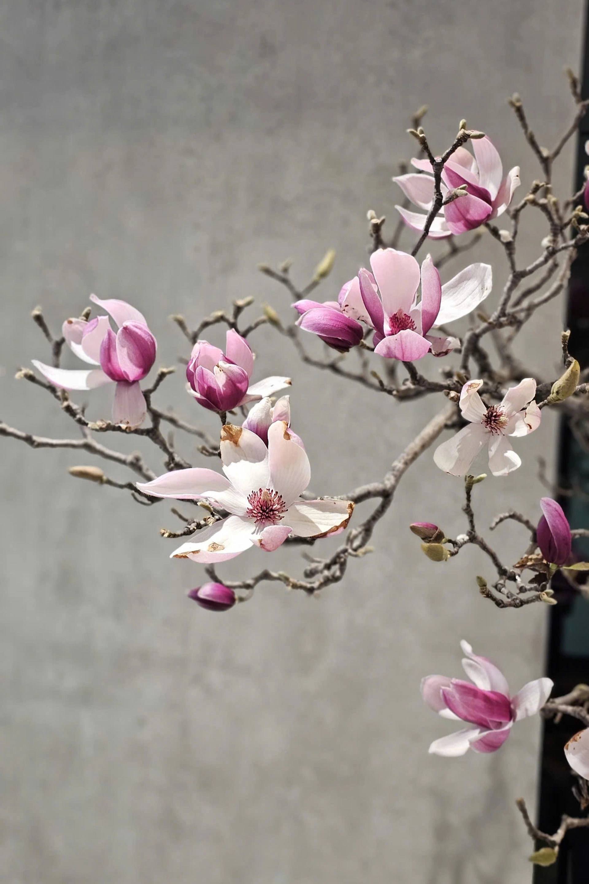 Bà nội trợ chi tiền triệu mua cành mộc lan về đón Tết - 2 Bà nội trợ chi tiền triệu mua cành mộc lan về đón Tết - 2
