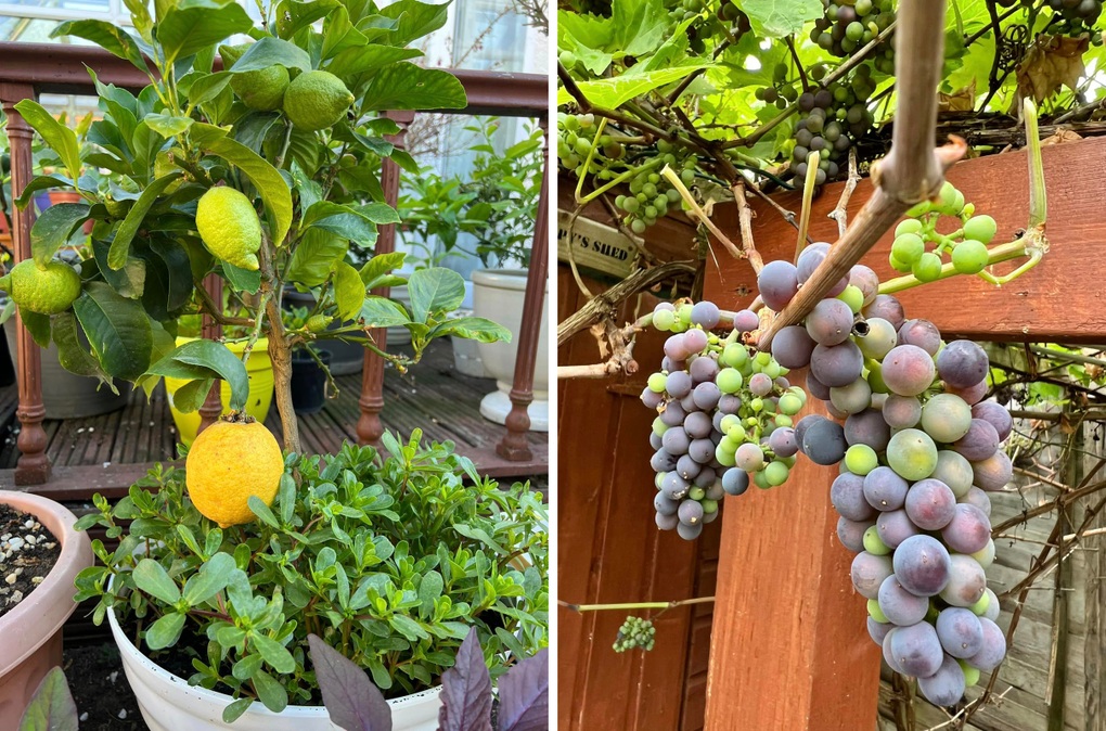 Ông bố Việt làm vườn di động hơn 100 loại rau, nấu đủ món đón Tết ở Anh - 8 Ông bố Việt làm vườn di động hơn 100 loại rau, nấu đủ món đón Tết ở Anh - 8