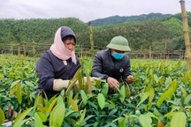 Quảng Ninh: Toàn tỉnh đạt chuẩn nông thôn mới, hướng tới mô hình kiểu mẫu toàn diện