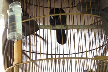 Tóm gọn băng “đạo chích” chuyên trộm chim cảnh