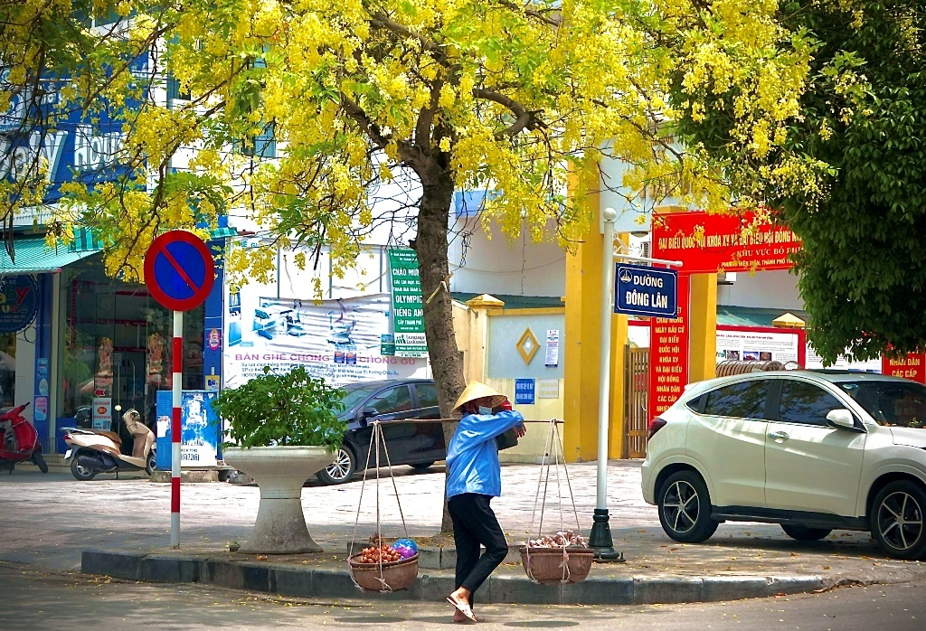 Mãn nhãn với muồng hoàng yến nở vàng rực rỡ trên phố phường xứ Thanh - 1 Mãn nhãn với muồng hoàng yến nở vàng rực rỡ trên phố phường xứ Thanh - 1