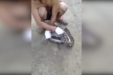 Trăn tham ăn mắc nghẹn vì nuốt chửng 5 con gà