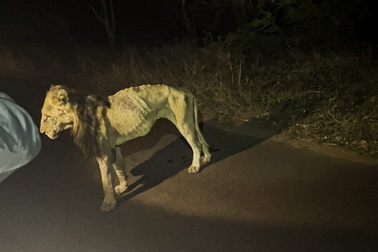 Hình ảnh bi thảm của "vua sư tử" già những ngày cuối đời