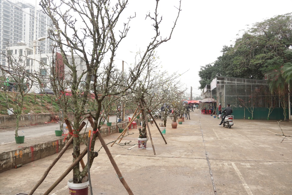 Lạc vào rừng hoa lê giá hàng triệu đồng một cành giữa lòng Hà Nội - 11 Lạc vào rừng hoa lê giá hàng triệu đồng một cành giữa lòng Hà Nội - 11