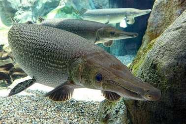 Bạn biết gì về cá sấu hỏa tiễn? Nó có nguy hiểm cho con người hay không?