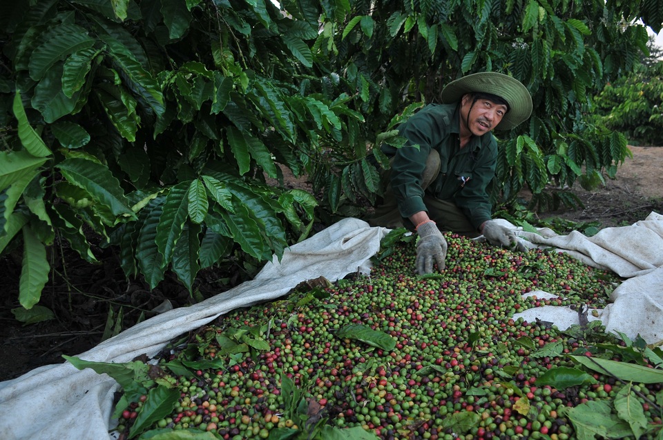 Vất vả mưu sinh bằng nghề hái cà phê thuê ở Tây Nguyên - 7