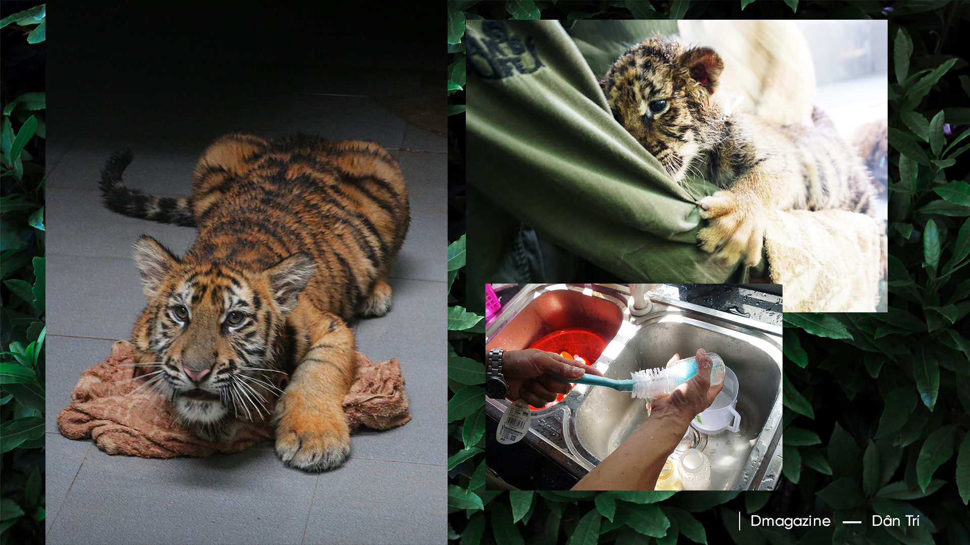 Bảo mẫu của... hổ - 9