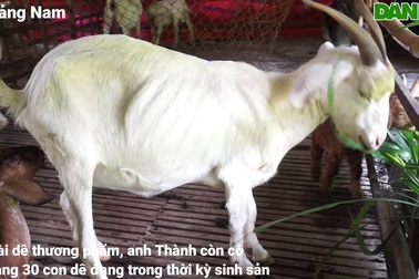 Kỹ sư công nghệ bỏ phố về quê nuôi dê làm giàu