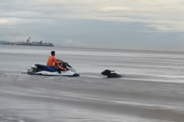 Giải cứu 4 con trâu bị lũ cuốn trôi ra biển Cửa Lò