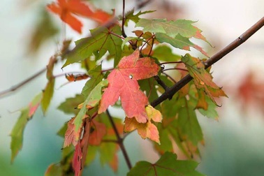 “Mê mẩn” những lá phong bắt đầu ngả màu tại Hà Nội