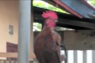 Giống "gà cười" kỳ lạ ở Indonesia