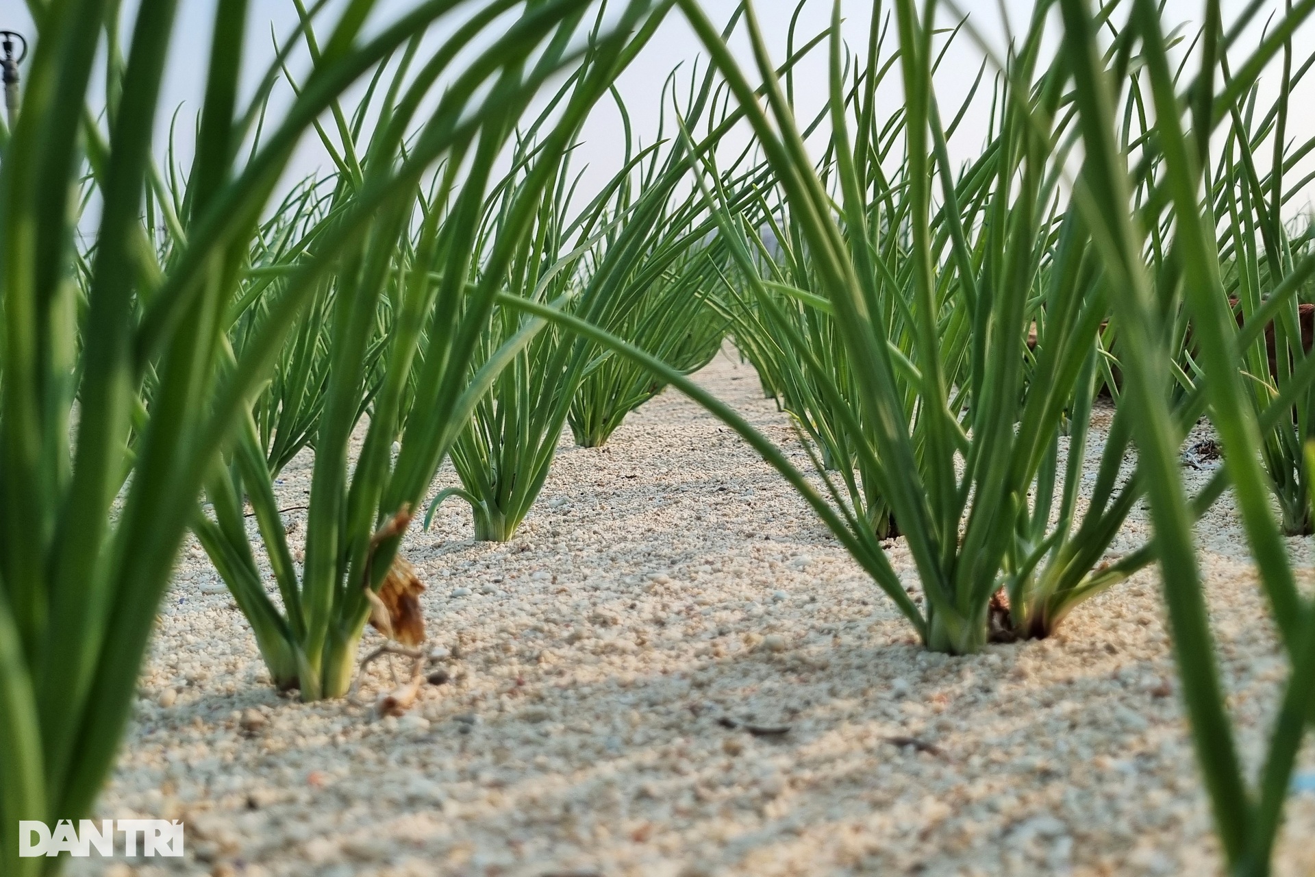 Ruộng hành tưới đẫm mồ hôi dưới chân núi lửa cổ lớn nhất đảo Lý Sơn - 7