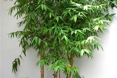 Bé gái bị cây tre đâm xuyên hậu môn, đứt niệu quản