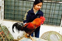 Nuôi gà cổ cả làng thu tiền tỷ, bán trứng gà đua nhau tậu Camry