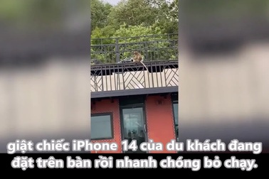 Khỉ lấy cắp iPhone của du khách rồi bỏ chạy vào rừng
