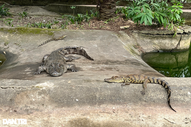 Đàn cá sấu ở công viên lớn nhất Nghệ An tìm được "nhà mới"