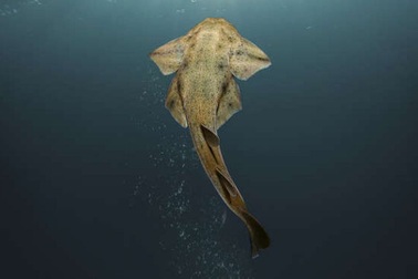 Xuất hiện loài cá mập hiếm ở bờ biển xứ Wales