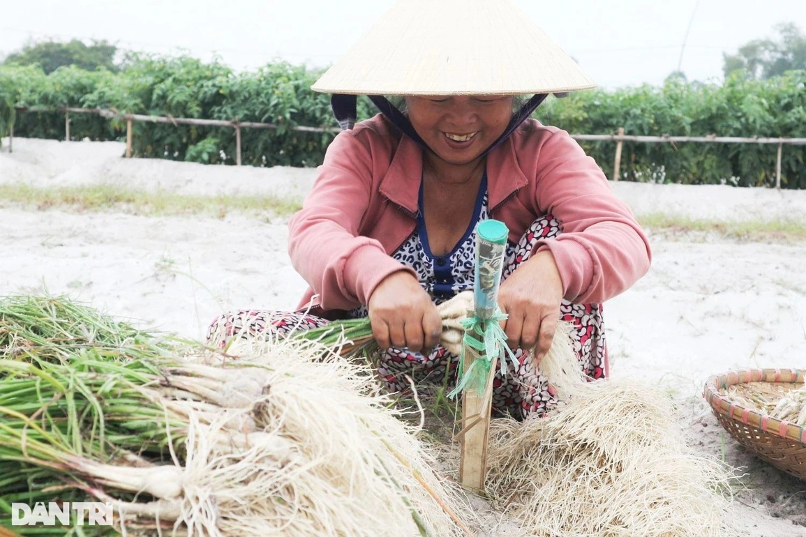 Giá kiệu tết tăng, nông dân bỏ túi hàng chục triệu tiền lãi mỗi sào - 3 Giá kiệu tết tăng, nông dân bỏ túi hàng chục triệu tiền lãi mỗi sào - 3