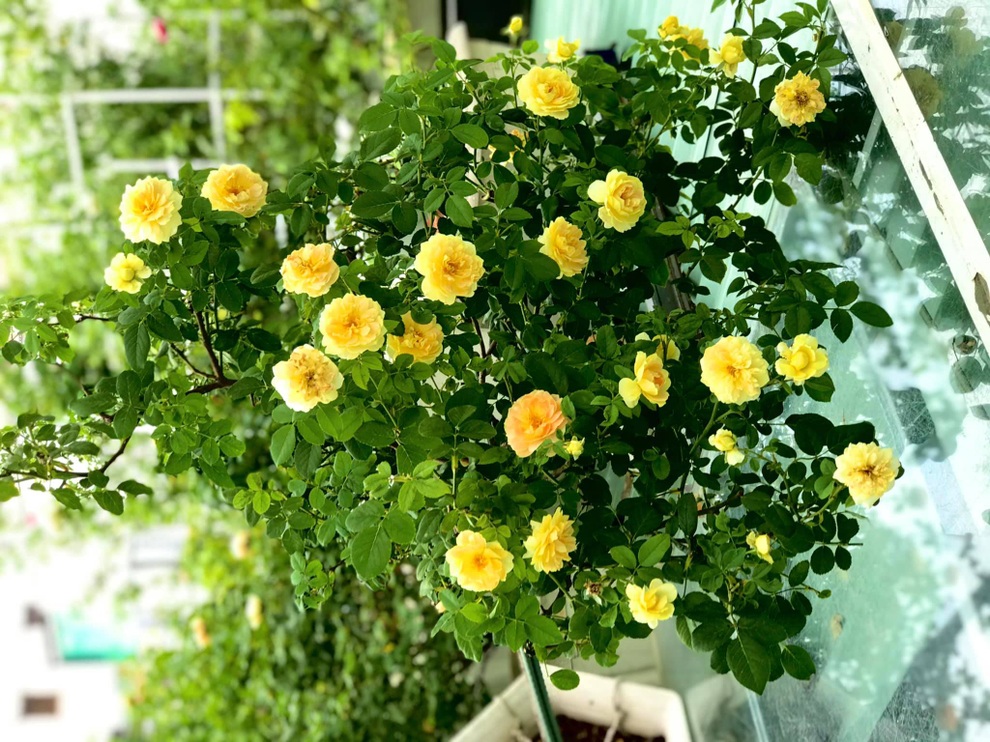 Những người chồng ở Việt Nam tặng vợ cả vườn hoa trăm gốc, ngàn bông - 1 Những người chồng ở Việt Nam tặng vợ cả vườn hoa trăm gốc, ngàn bông - 1