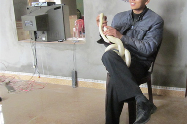 Rắn hổ mèo bạch tạng quý hiếm “trả 150 triệu không bán”