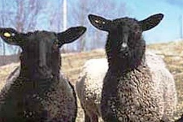 Bị vùi trong tuyết 23 ngày vẫn sống