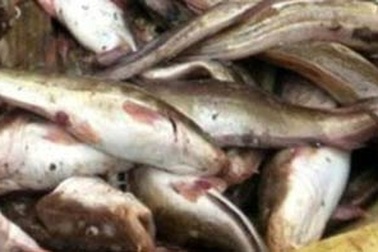 Tuyệt đối không chế biến, sử dụng cá nóc