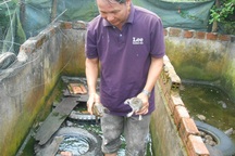 Thu hàng trăm triệu đồng nhờ nuôi ếch kết hợp ba ba trong bể lót bạt