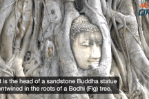 Bí ẩn đầu tượng Phật 700 năm tuổi ẩn mình trong rễ cây cổ thụ