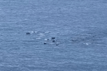 Đàn cá heo tung tăng bơi ở vùng biển gần danh thắng Mũi Điện