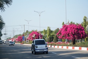 Hoa giấy nhuộm hồng tuyến đường ra biển ở TPHCM