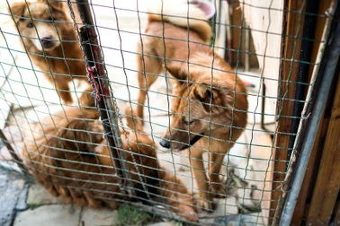 Người phụ nữ nhận nuôi chó hoang rồi làm thịt, đăng lên mạng gây phẫn nộ