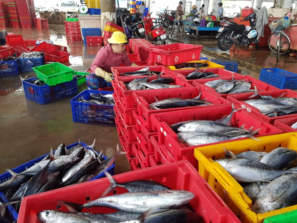 Ngư dân thu hàng chục triệu đồng sau mỗi chuyến đi biển - 3 Ngư dân thu hàng chục triệu đồng sau mỗi chuyến đi biển - 3