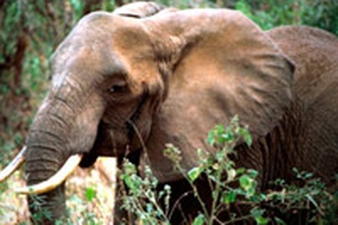 Zimbabwe: Voi chỉ nguy hiểm sau cá sấu