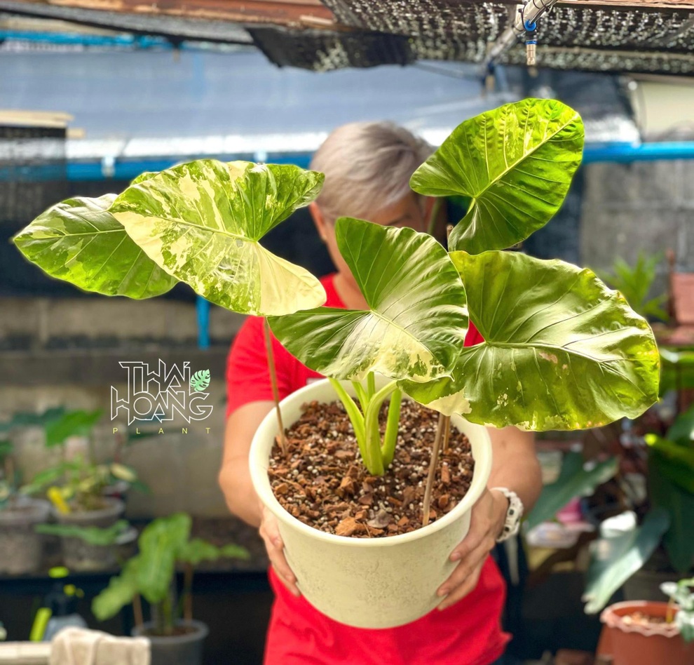 Khu vườn kiểng lá đẹp mắt của người đàn ông Việt Nam tại Thái Lan - 4 Khu vườn kiểng lá đẹp mắt của người đàn ông Việt Nam tại Thái Lan - 4