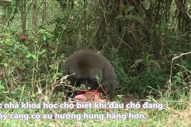 Khỉ đầu chó ăn thịt linh dương non khiến nhiều người kinh ngạc
