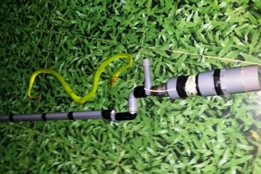 Quá hoang mang vì rắn lục đuôi đỏ liên tục bò vào nhà