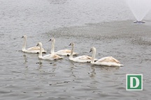 Ngắm đàn thiên nga tung tăng bơi lội giữa Hồ Gươm