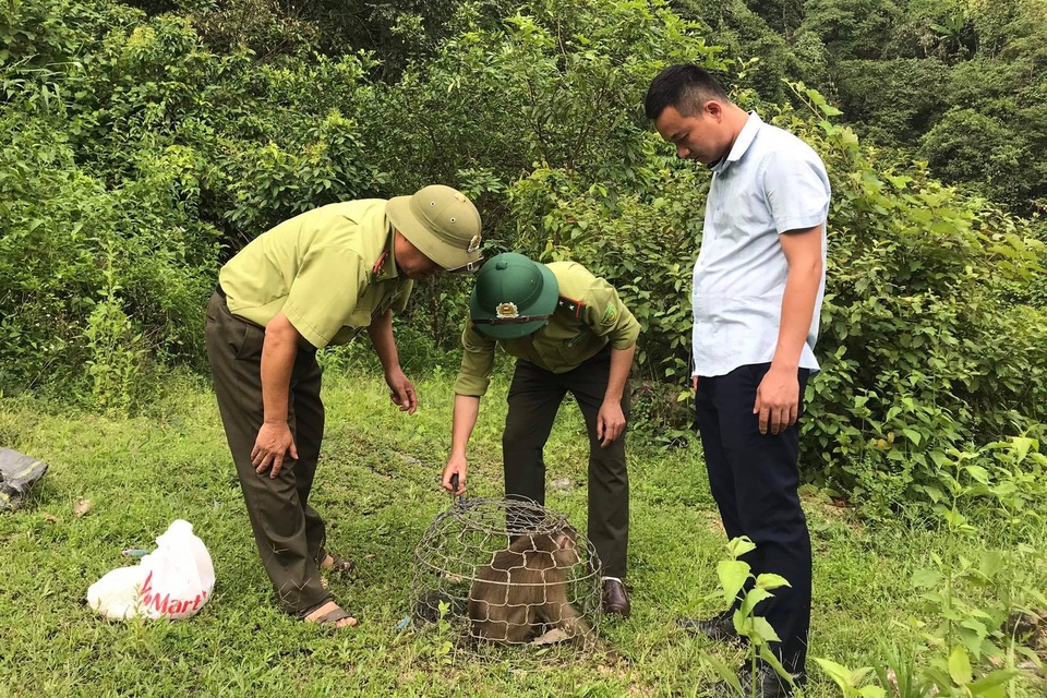 Cá thể khỉ quý hiếm đại náo khu dân cư được thả về rừng - 1 Cá thể khỉ quý hiếm đại náo khu dân cư được thả về rừng - 1