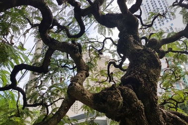 "Cụ" me cổ thụ 100 tuổi, giá cao ngất ngưởng 1,2 tỷ đồng ở Nha Trang