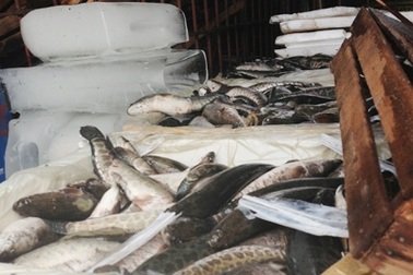 Đến lượt cá quả, ếch Trung Quốc tràn sang Việt Nam