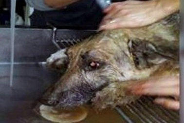 Chú chó sống sót thần kỳ sau 72 giờ bị chôn sống