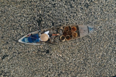 Nước cạn đáy, 200 tấn cá chết trắng hồ Sông Mây ở Đồng Nai